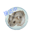 Milky,Luna,Hima..my pets.（個別スタンプ：5）