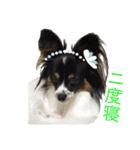 Milky,Luna,Hima..my pets.（個別スタンプ：7）