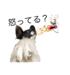 Milky,Luna,Hima..my pets.（個別スタンプ：8）