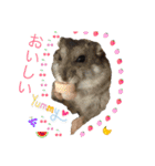 Milky,Luna,Hima..my pets.（個別スタンプ：9）