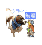 Milky,Luna,Hima..my pets.（個別スタンプ：12）
