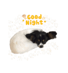 Milky,Luna,Hima..my pets.（個別スタンプ：14）