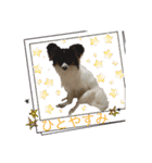 Milky,Luna,Hima..my pets.（個別スタンプ：18）