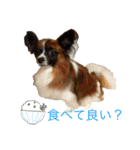 Milky,Luna,Hima..my pets.（個別スタンプ：21）