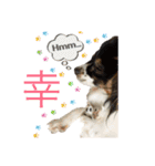 Milky,Luna,Hima..my pets.（個別スタンプ：23）