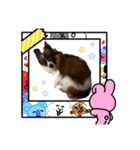 Milky,Luna,Hima..my pets.（個別スタンプ：24）