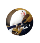 文鳥 てんちゃん（個別スタンプ：1）