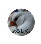 文鳥 てんちゃん（個別スタンプ：4）