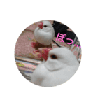 文鳥 てんちゃん（個別スタンプ：8）