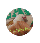 文鳥 てんちゃん（個別スタンプ：16）