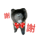 Happy New Year chow chow（個別スタンプ：6）