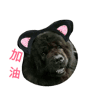 Happy New Year chow chow（個別スタンプ：8）