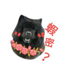 Happy New Year chow chow（個別スタンプ：10）