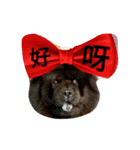 Happy New Year chow chow（個別スタンプ：13）