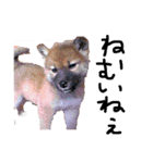 としりん画伯（個別スタンプ：24）