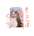 うちのしゅうくん2（個別スタンプ：1）
