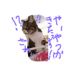 うちのしゅうくん2（個別スタンプ：6）