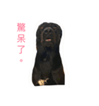 Black Labrador Ola（個別スタンプ：1）