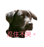 Black Labrador Ola（個別スタンプ：2）