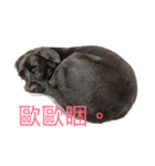 Black Labrador Ola（個別スタンプ：4）