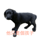 Black Labrador Ola（個別スタンプ：6）