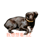 Black Labrador Ola（個別スタンプ：14）