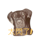 Black Labrador Ola（個別スタンプ：16）