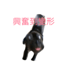 Black Labrador Ola（個別スタンプ：17）