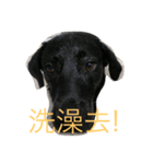 Black Labrador Ola（個別スタンプ：31）