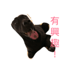 Black Labrador Ola（個別スタンプ：32）