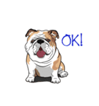 COCO Bulldog（個別スタンプ：4）