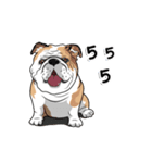 COCO Bulldog（個別スタンプ：11）