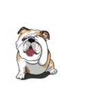 COCO Bulldog（個別スタンプ：14）