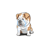 COCO Bulldog（個別スタンプ：15）