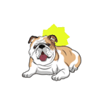 COCO Bulldog（個別スタンプ：17）