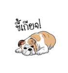 COCO Bulldog（個別スタンプ：19）