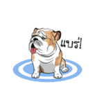 COCO Bulldog（個別スタンプ：20）