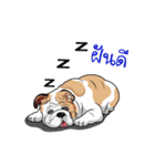 COCO Bulldog（個別スタンプ：23）