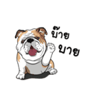 COCO Bulldog（個別スタンプ：24）