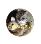 猫のヒゲシ（個別スタンプ：1）