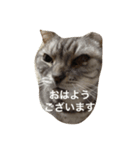 猫のヒゲシ（個別スタンプ：5）