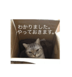 猫のヒゲシ（個別スタンプ：8）