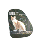 Stray Cat's Life（個別スタンプ：4）