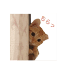 かろんすたんぷ。 （猫）（個別スタンプ：6）