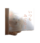 かろんすたんぷ。 （猫）（個別スタンプ：28）