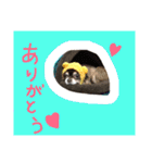 癒され動物（個別スタンプ：12）