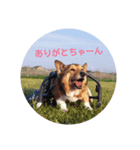 bootarousan（個別スタンプ：1）