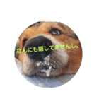 bootarousan（個別スタンプ：2）