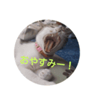 bootarousan（個別スタンプ：3）