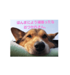 bootarousan（個別スタンプ：5）